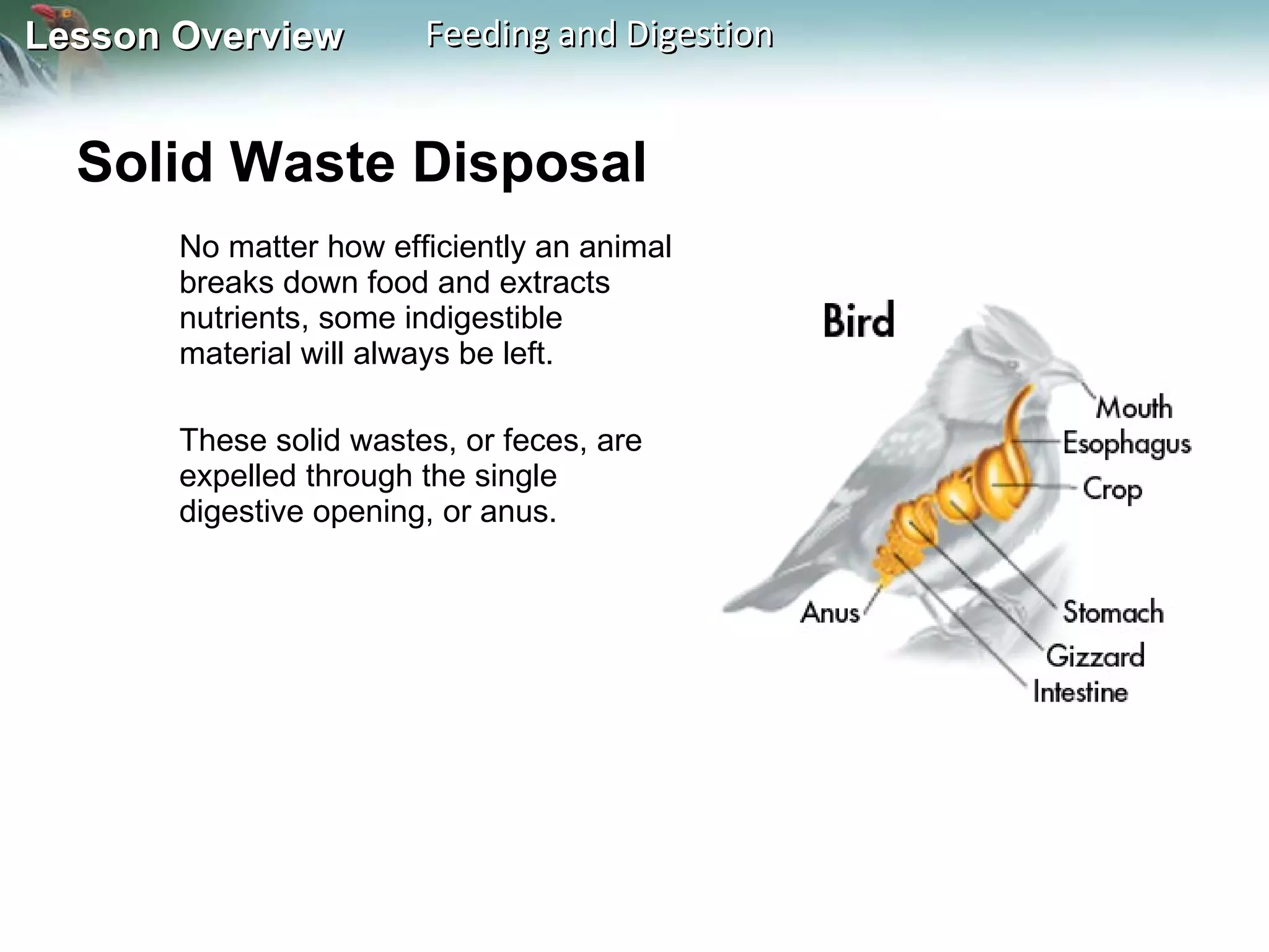 Solid Waste Disposal  No matter how efficiently an animal breaks down food and extracts nutrients, some indigestible material will always be left.  These solid wastes, or feces, are expelled through the single digestive opening, or anus. 