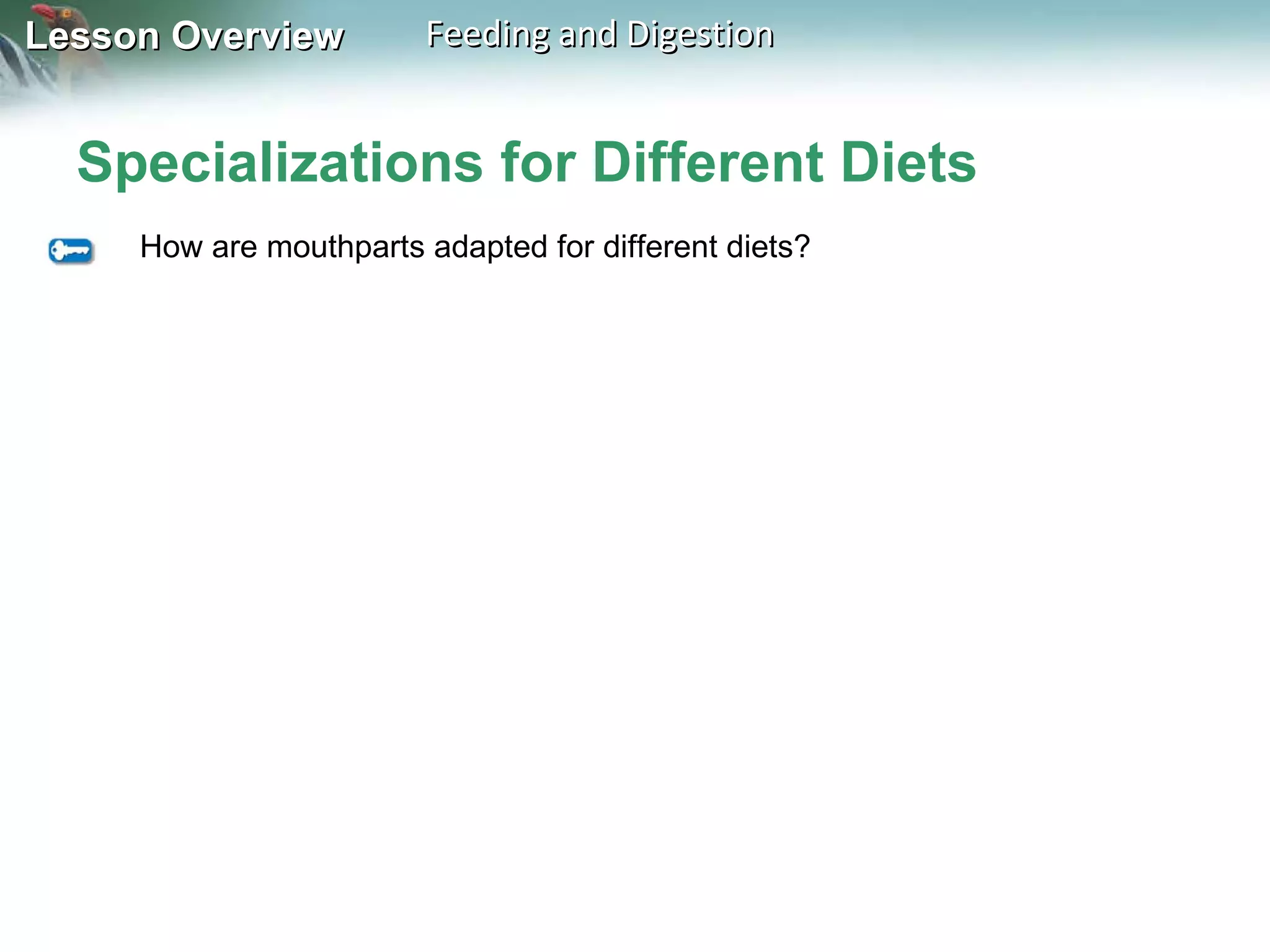 Specializations for Different Diets How are mouthparts adapted for different diets? 
