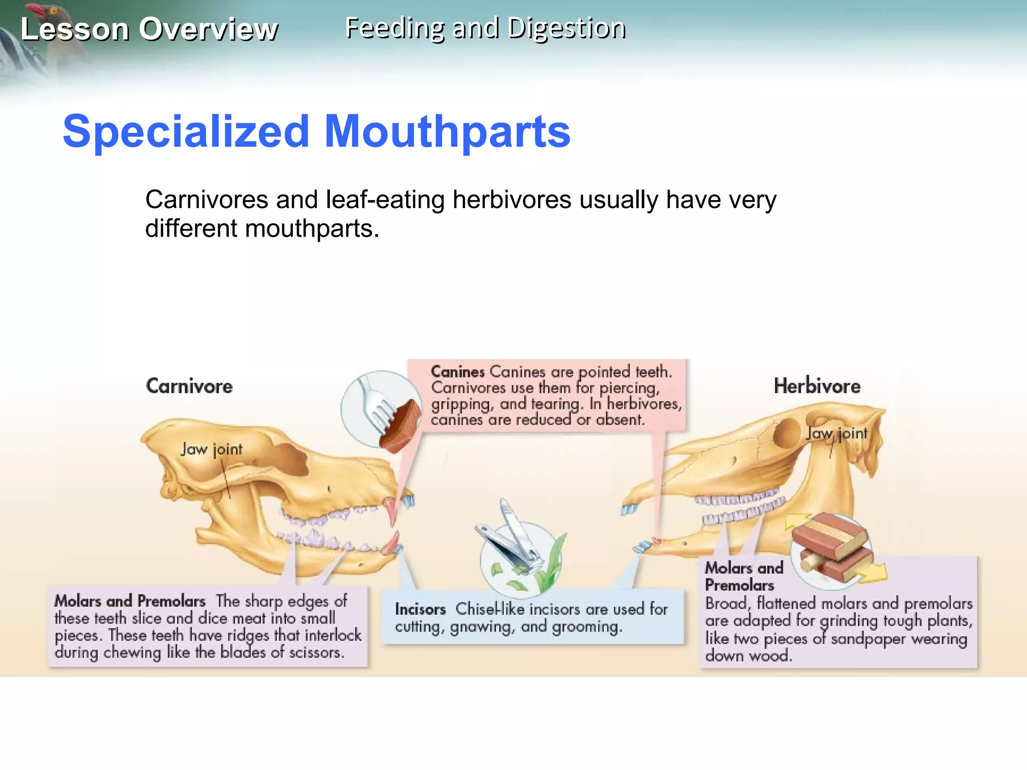 Specialized Mouthparts  Carnivores and leaf-eating herbivores usually have very different mouthparts. 