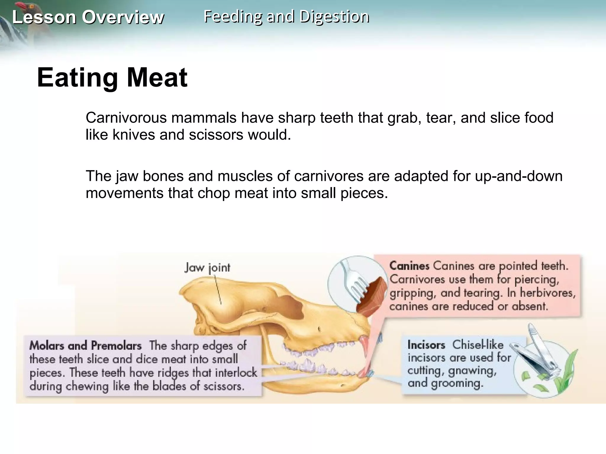 Eating Meat Carnivorous mammals have sharp teeth that grab, tear, and slice food like knives and scissors would.  The jaw bones and muscles of carnivores are adapted for up-and-down movements that chop meat into small pieces. 