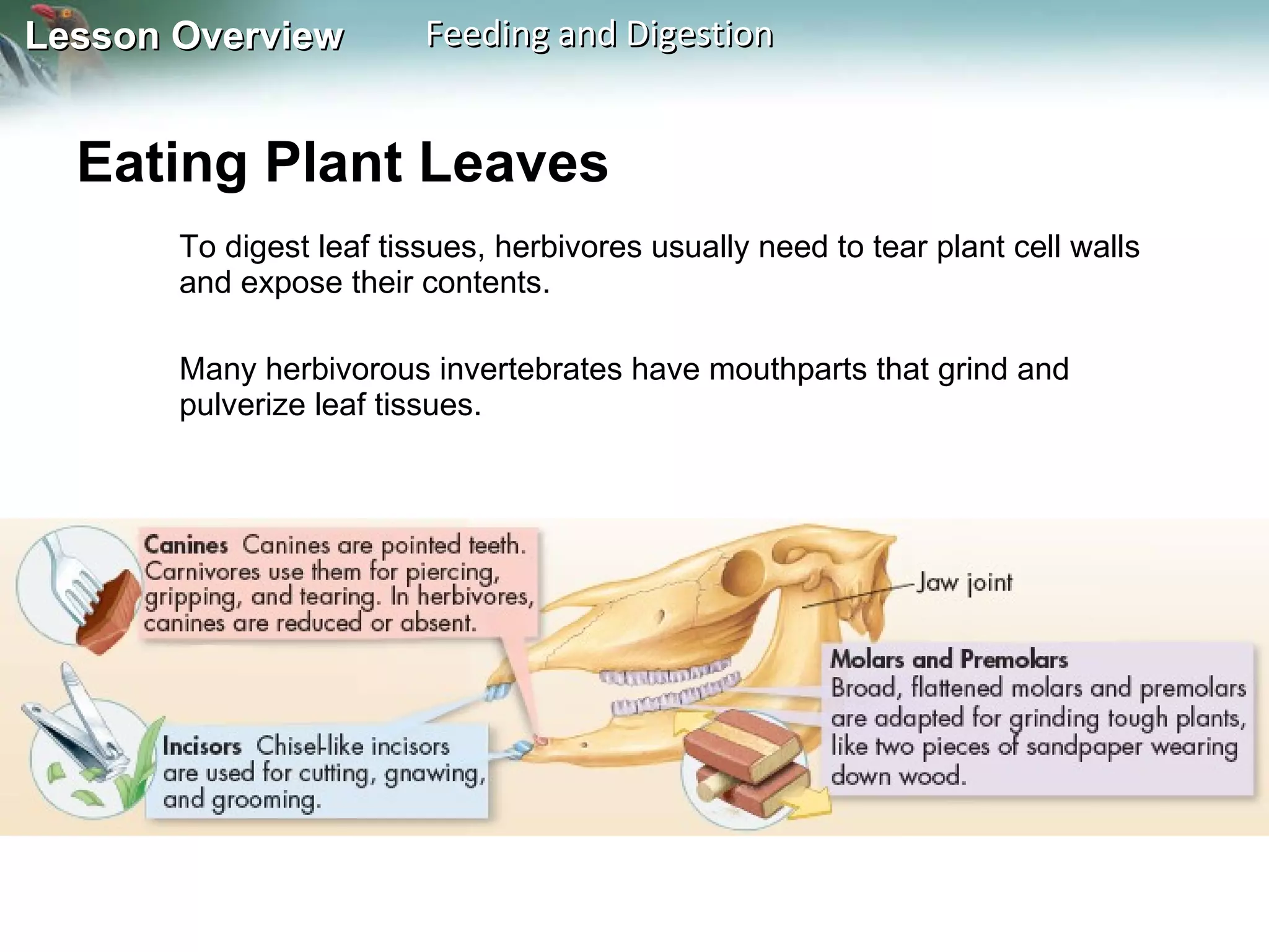 Eating Plant Leaves  To digest leaf tissues, herbivores usually need to tear plant cell walls and expose their contents.  Many herbivorous invertebrates have mouthparts that grind and pulverize leaf tissues.  