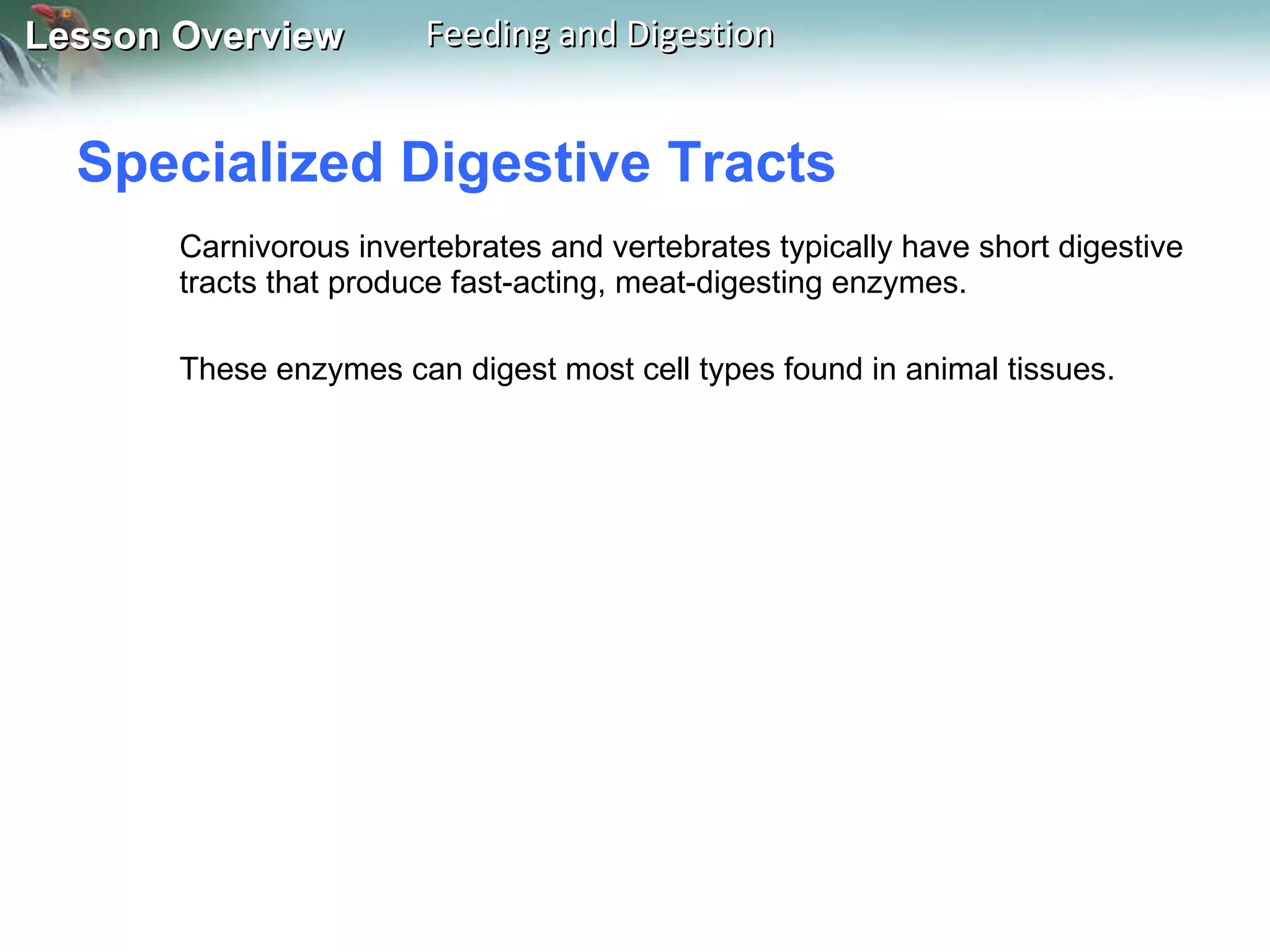 Specialized Digestive Tracts  Carnivorous invertebrates and vertebrates typically have short digestive tracts that produce fast-acting, meat-digesting enzymes.  These enzymes can digest most cell types found in animal tissues. 