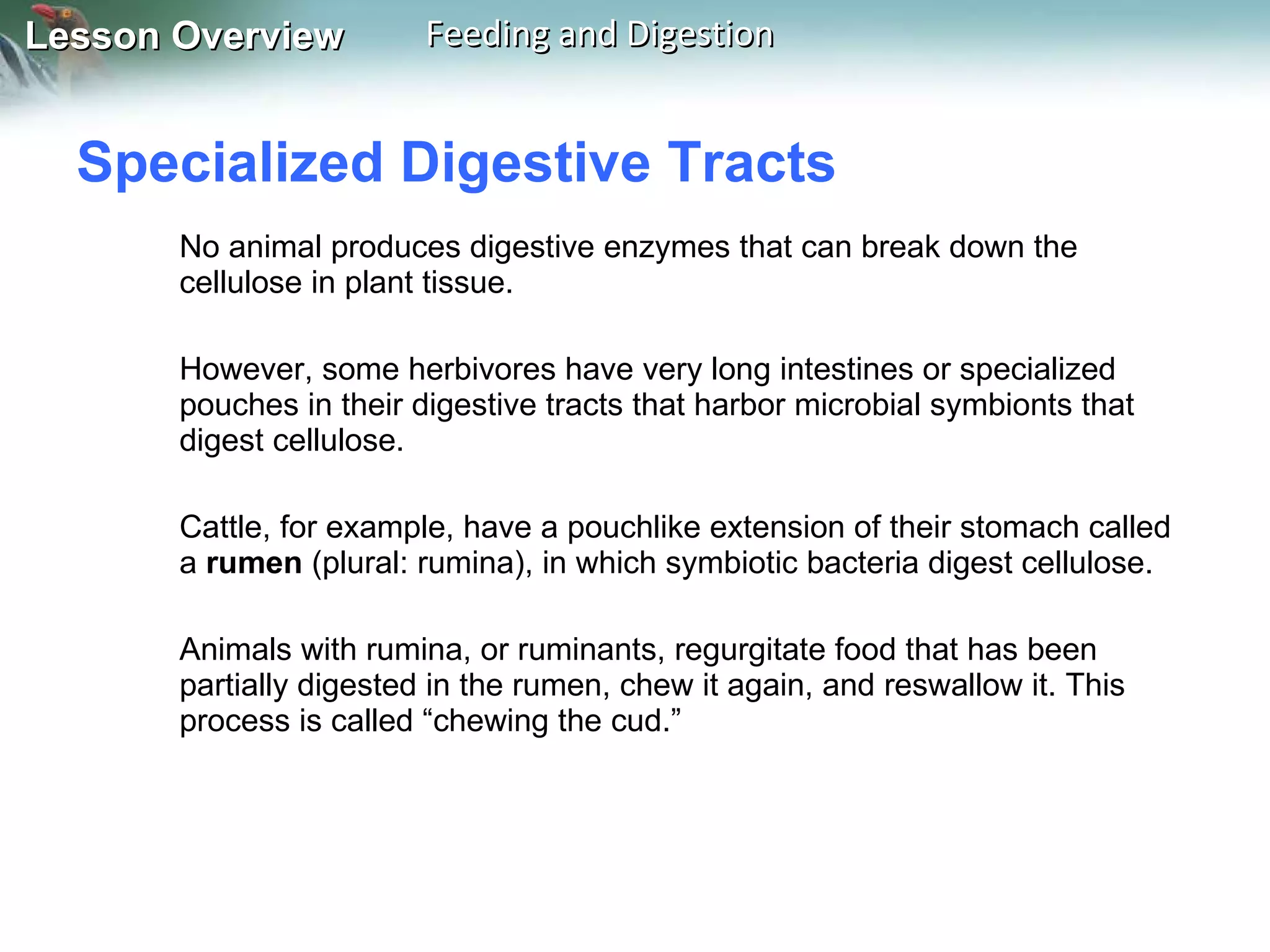 Specialized Digestive Tracts  No animal produces digestive enzymes that can break down the cellulose in plant tissue.  However, some herbivores have very long intestines or specialized pouches in their digestive tracts that harbor microbial symbionts that digest cellulose.  Cattle, for example, have a pouchlike extension of their stomach called a  rumen  (plural: rumina), in which symbiotic bacteria digest cellulose.  Animals with rumina, or ruminants, regurgitate food that has been partially digested in the rumen, chew it again, and reswallow it. This process is called “chewing the cud.” 