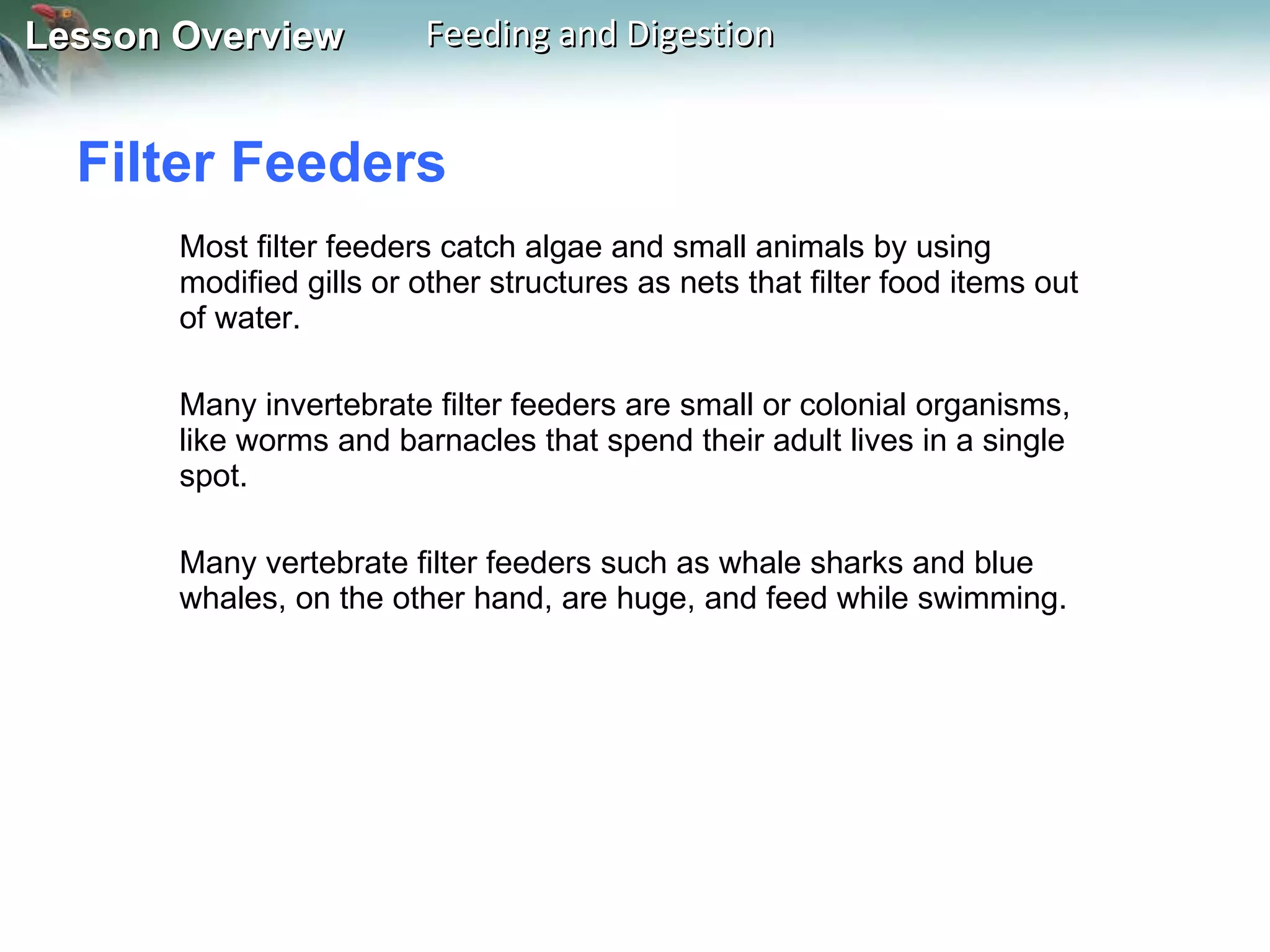 Filter Feeders  Most filter feeders catch algae and small animals by using modified gills or other structures as nets that filter food items out of water. Many invertebrate filter feeders are small or colonial organisms, like worms and barnacles that spend their adult lives in a single spot.  Many vertebrate filter feeders such as whale sharks and blue whales, on the other hand, are huge, and feed while swimming. 