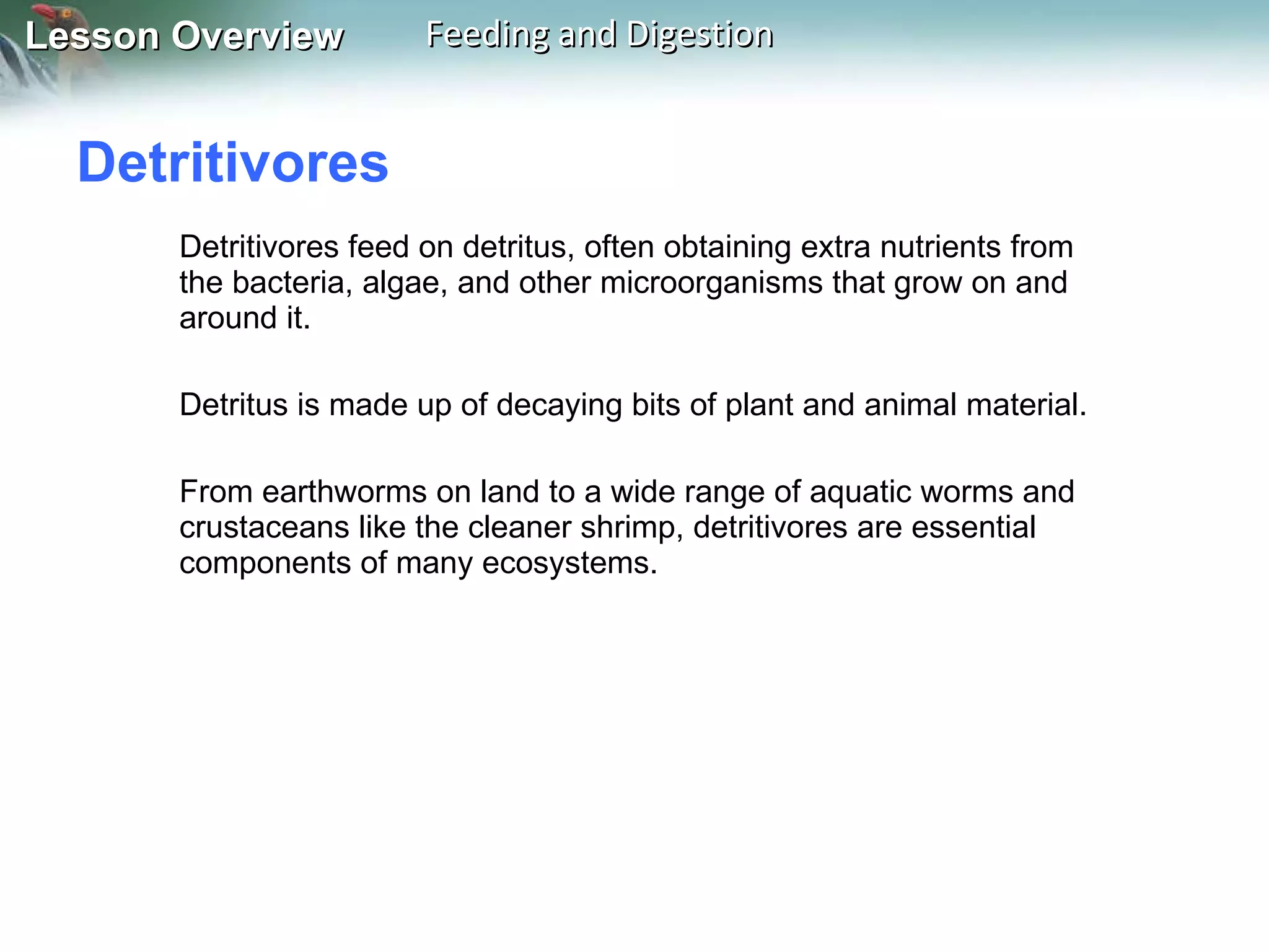 Detritivores  Detritivores feed on detritus, often obtaining extra nutrients from the bacteria, algae, and other microorganisms that grow on and around it. Detritus is made up of decaying bits of plant and animal material.  From earthworms on land to a wide range of aquatic worms and crustaceans like the cleaner shrimp, detritivores are essential components of many ecosystems. 