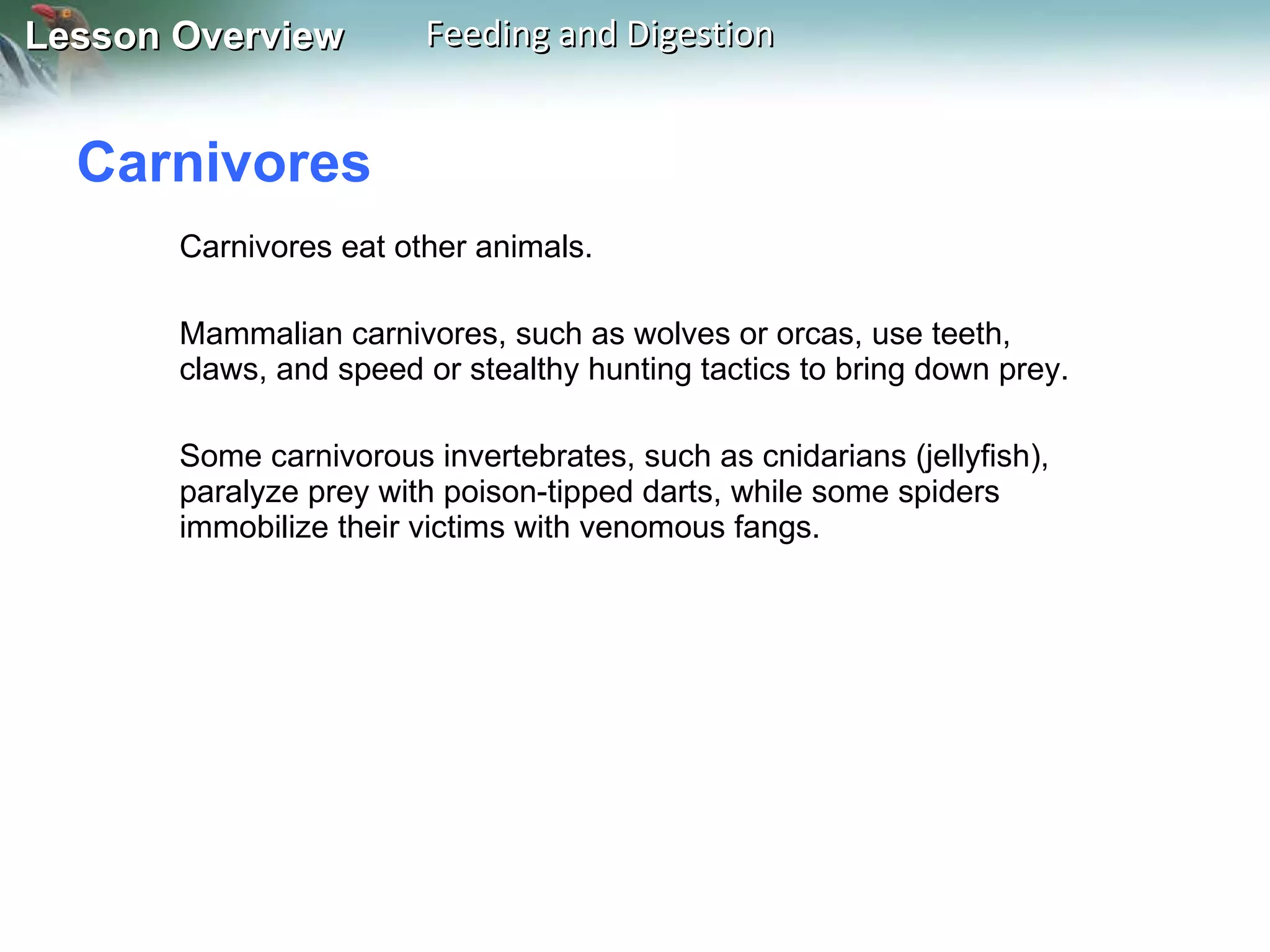 Carnivores  Carnivores eat other animals. Mammalian carnivores, such as wolves or orcas, use teeth, claws, and speed or stealthy hunting tactics to bring down prey. Some carnivorous invertebrates, such as cnidarians (jellyfish), paralyze prey with poison-tipped darts, while some spiders immobilize their victims with venomous fangs. 
