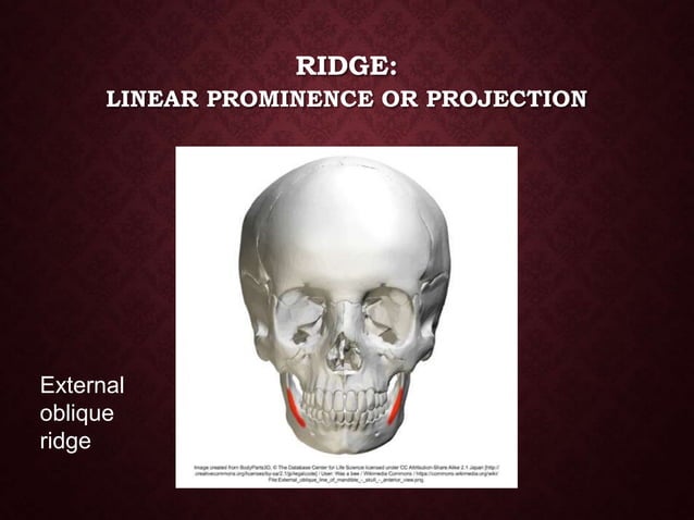 Chapter 27:Normal Anatomy: Intraoral Images | PPTX | Bone and Joint ...