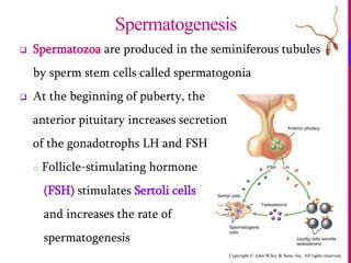 Copyright © John Wiley & Sons, Inc. All rights reserved.
 Spermatozoa are produced in the seminiferous tubules
by sperm stem cells called spermatogonia
 At the beginning of puberty, the
anterior pituitary increases secretion
of the gonadotrophs LH and FSH
o Follicle-stimulating hormone
(FSH) stimulates Sertoli cells
and increases the rate of
spermatogenesis
Spermatogenesis
 