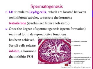 Copyright © John Wiley & Sons, Inc. All rights reserved.
 LH stimulates Leydig cells, which are located between
seminiferous tubules, to secrete the hormone
testosterone (synthesized from cholesterol)
 Once the degree of spermatogenesis (sperm formation)
required for male reproductive functions
has been achieved,
Sertoli cells release
inhibin, a hormone
that inhibits FSH
Spermatogenesis
 