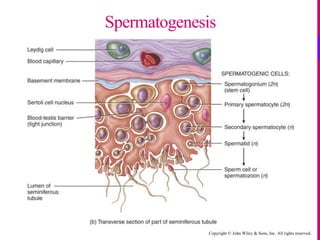 Copyright © John Wiley & Sons, Inc. All rights reserved.
Spermatogenesis
 