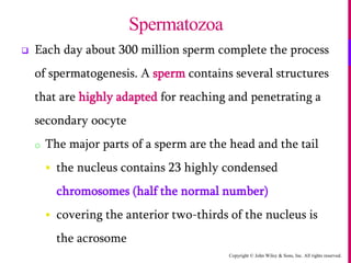 Copyright © John Wiley & Sons, Inc. All rights reserved.
 Each day about 300 million sperm complete the process
of spermatogenesis. A sperm contains several structures
that are highly adapted for reaching and penetrating a
secondary oocyte
o The major parts of a sperm are the head and the tail
 the nucleus contains 23 highly condensed
chromosomes (half the normal number)
 covering the anterior two-thirds of the nucleus is
the acrosome
Spermatozoa
 