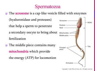Copyright © John Wiley & Sons, Inc. All rights reserved.
 The acrosome is a cap-like vesicle filled with enzymes
(hyaluronidase and proteases)
that help a sperm to penetrate
a secondary oocyte to bring about
fertilization
 The middle piece contains many
mitochondria which provide
the energy (ATP) for locomotion
Spermatozoa
 