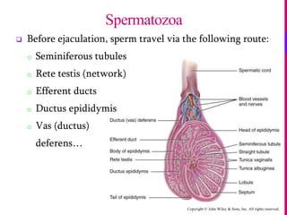 Copyright © John Wiley & Sons, Inc. All rights reserved.
 Before ejaculation, sperm travel via the following route:
o Seminiferous tubules
o Rete testis (network)
o Efferent ducts
o Ductus epididymis
o Vas (ductus)
deferens…
Spermatozoa
 