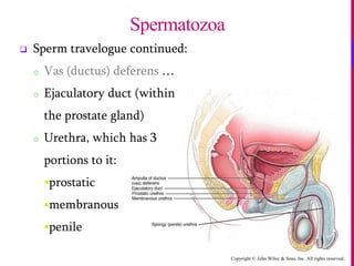 Copyright © John Wiley & Sons, Inc. All rights reserved.
 Sperm travelogue continued:
o Vas (ductus) deferens …
o Ejaculatory duct (within
the prostate gland)
o Urethra, which has 3
portions to it:
prostatic
membranous
penile
Spermatozoa
 