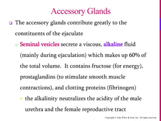 Copyright © John Wiley & Sons, Inc. All rights reserved.
 The accessory glands contribute greatly to the
constituents of the ejaculate
o Seminal vesicles secrete a viscous, alkaline fluid
(mainly during ejaculation) which makes up 60% of
the total volume. It contains fructose (for energy),
prostaglandins (to stimulate smooth muscle
contractions), and clotting proteins (fibrinogen)
 the alkalinity neutralizes the acidity of the male
urethra and the female reproductive tract
Accessory Glands
 