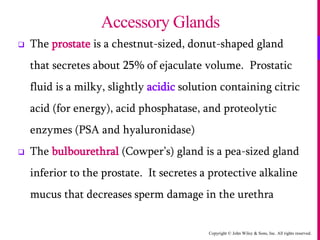 Copyright © John Wiley & Sons, Inc. All rights reserved.
 The prostate is a chestnut-sized, donut-shaped gland
that secretes about 25% of ejaculate volume. Prostatic
fluid is a milky, slightly acidic solution containing citric
acid (for energy), acid phosphatase, and proteolytic
enzymes (PSA and hyaluronidase)
 The bulbourethral (Cowper’s) gland is a pea-sized gland
inferior to the prostate. It secretes a protective alkaline
mucus that decreases sperm damage in the urethra
Accessory Glands
 