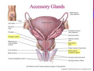 Copyright © John Wiley & Sons, Inc. All rights reserved.
Accessory Glands
 