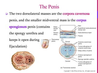 Copyright © John Wiley & Sons, Inc. All rights reserved.
 The two dorsolateral masses are the corpora cavernosa
penis, and the smaller midventral mass is the corpus
spongiosum penis (contains
the spongy urethra and
keeps it open during
Ejaculation)
The Penis
 