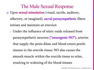 Copyright © John Wiley & Sons, Inc. All rights reserved.
 Upon sexual stimulation (visual, tactile, auditory,
olfactory, or imagined), sacral parasympathetic fibers
initiate and maintain an erection
o Under the influence of nitric oxide released from
parasympathetic neurons (“neurogenic NO”), arteries
that supply the penis dilate and blood enters penile
sinuses in the erectile tissue; NO also causes the
smooth muscle within the erectile tissue to relax,
resulting in widening of the blood sinuses
The Male Sexual Response
 