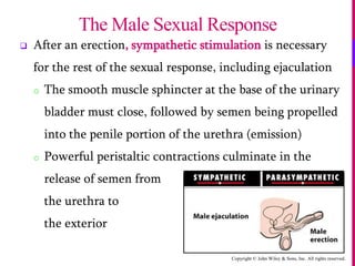 Copyright © John Wiley & Sons, Inc. All rights reserved.
 After an erection, sympathetic stimulation is necessary
for the rest of the sexual response, including ejaculation
o The smooth muscle sphincter at the base of the urinary
bladder must close, followed by semen being propelled
into the penile portion of the urethra (emission)
o Powerful peristaltic contractions culminate in the
release of semen from
the urethra to
the exterior
The Male Sexual Response
 