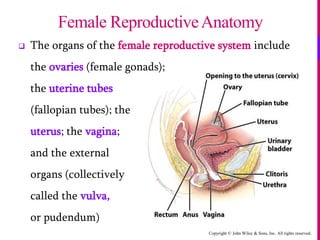 Copyright © John Wiley & Sons, Inc. All rights reserved.
 The organs of the female reproductive system include
the ovaries (female gonads);
the uterine tubes
(fallopian tubes); the
uterus; the vagina;
and the external
organs (collectively
called the vulva,
or pudendum)
Female ReproductiveAnatomy
 