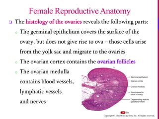 Copyright © John Wiley & Sons, Inc. All rights reserved.
 The histology of the ovaries reveals the following parts:
o The germinal epithelium covers the surface of the
ovary, but does not give rise to ova – those cells arise
from the yolk sac and migrate to the ovaries
o The ovarian cortex contains the ovarian follicles
o The ovarian medulla
contains blood vessels,
lymphatic vessels
and nerves
Female ReproductiveAnatomy
 