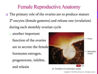 Copyright © John Wiley & Sons, Inc. All rights reserved.
 The primary role of the ovaries are to produce mature
2o
oocytes (female gametes) and release one (ovulation)
during each monthly ovarian cycle
o another important
function of the ovaries
are to secrete the female
hormones estrogen,
progesterone, inhibin,
and relaxin
Female ReproductiveAnatomy
 