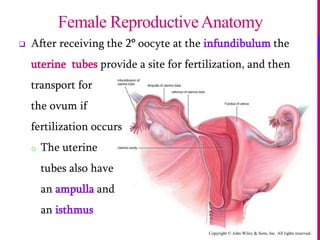 Copyright © John Wiley & Sons, Inc. All rights reserved.
 After receiving the 2o
oocyte at the infundibulum the
uterine tubes provide a site for fertilization, and then
transport for
the ovum if
fertilization occurs
o The uterine
tubes also have
an ampulla and
an isthmus
Female ReproductiveAnatomy
 