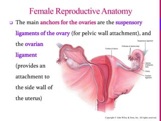 Copyright © John Wiley & Sons, Inc. All rights reserved.
 The main anchors for the ovaries are the suspensory
ligaments of the ovary (for pelvic wall attachment), and
the ovarian
ligament
(provides an
attachment to
the side wall of
the uterus)
Female ReproductiveAnatomy
 
