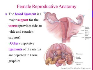 Copyright © John Wiley & Sons, Inc. All rights reserved.
 The broad ligament is a
major support for the
uterus (provides side-to
-side and rotation
support)
oOther supportive
ligaments of the uterus
are depicted in these
graphics
Female ReproductiveAnatomy
 