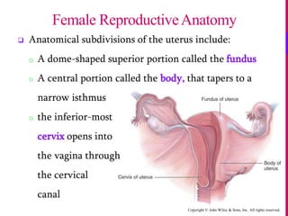 Copyright © John Wiley & Sons, Inc. All rights reserved.
 Anatomical subdivisions of the uterus include:
o A dome-shaped superior portion called the fundus
o A central portion called the body, that tapers to a
narrow isthmus
o the inferior-most
cervix opens into
the vagina through
the cervical
canal
Female ReproductiveAnatomy
 
