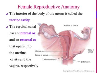 Copyright © John Wiley & Sons, Inc. All rights reserved.
 The interior of the body of the uterus is called the
uterine cavity
 The cervical canal
has an internal os
and an external os
that opens into
the uterine
cavity and the
vagina, respectively
Female ReproductiveAnatomy
 
