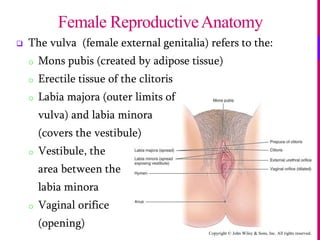 Copyright © John Wiley & Sons, Inc. All rights reserved.
 The vulva (female external genitalia) refers to the:
o Mons pubis (created by adipose tissue)
o Erectile tissue of the clitoris
o Labia majora (outer limits of
vulva) and labia minora
(covers the vestibule)
o Vestibule, the
area between the
labia minora
o Vaginal orifice
(opening)
Female ReproductiveAnatomy
 