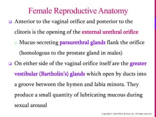 Copyright © John Wiley & Sons, Inc. All rights reserved.
 Anterior to the vaginal orifice and posterior to the
clitoris is the opening of the external urethral orifice
o Mucus-secreting paraurethral glands flank the orifice
(homologous to the prostate gland in males)
 On either side of the vaginal orifice itself are the greater
vestibular (Bartholin’s) glands which open by ducts into
a groove between the hymen and labia minora. They
produce a small quantity of lubricating mucous during
sexual arousal
Female ReproductiveAnatomy
 