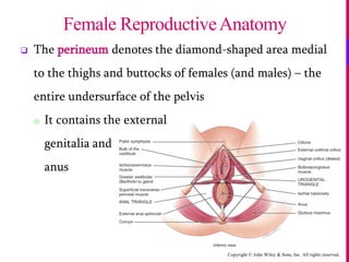 Copyright © John Wiley & Sons, Inc. All rights reserved.
 The perineum denotes the diamond-shaped area medial
to the thighs and buttocks of females (and males) – the
entire undersurface of the pelvis
o It contains the external
genitalia and
anus
Female ReproductiveAnatomy
 