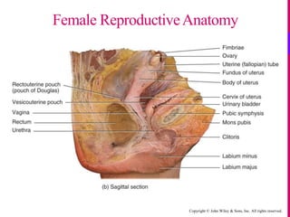 Copyright © John Wiley & Sons, Inc. All rights reserved.
Female ReproductiveAnatomy
 