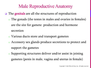 Copyright © John Wiley & Sons, Inc. All rights reserved.
 The genitals are all the structures of reproduction
o The gonads (the testes in males and ovaries in females)
are the site for gamete production and hormone
secretion
o Various ducts store and transport gametes
o Accessory sex glands produce secretions to protect and
support the gametes
o Supporting structures deliver and/or assist in joining
gametes (penis in male, vagina and uterus in female)
Male ReproductiveAnatomy
 