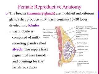 Copyright © John Wiley & Sons, Inc. All rights reserved.
 The breasts (mammary glands) are modified sudoriferous
glands that produce milk: Each contains 15–20 lobes
divided into lobules
o Each lobule is
composed of milk-
secreting glands called
alveoli. The nipple has a
pigmented area (areola)
and openings for the
lactiferous ducts
Female ReproductiveAnatomy
 
