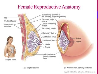 Copyright © John Wiley & Sons, Inc. All rights reserved.
Female ReproductiveAnatomy
 