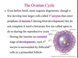 Copyright © John Wiley & Sons, Inc. All rights reserved.
 Even before birth, most oogonia degenerate, though a
few develop into larger cells called 1o
oocytes that enter
prophase of meiosis I (during fetal development) but do
not complete it until a fortunate few are called upon to
do so during the reproductive years
o During the interim (an arrested
stage of development), each 1o
oocyte is surrounded by follicular
cells in a primordial follicle
The Ovarian Cycle
 