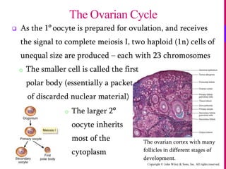 Copyright © John Wiley & Sons, Inc. All rights reserved.
 As the 1o
oocyte is prepared for ovulation, and receives
the signal to complete meiosis I, two haploid (1n) cells of
unequal size are produced – each with 23 chromosomes
o The smaller cell is called the first
polar body (essentially a packet
of discarded nuclear material)
The Ovarian Cycle
The ovarian cortex with many
follicles in different stages of
development.
o The larger 2o
oocyte inherits
most of the
cytoplasm
 
