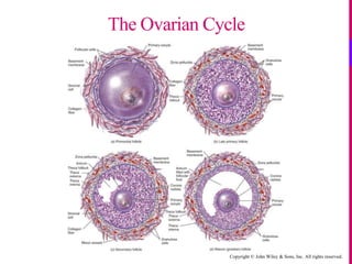 Copyright © John Wiley & Sons, Inc. All rights reserved.
The Ovarian Cycle
 