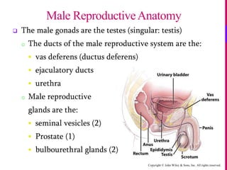 Copyright © John Wiley & Sons, Inc. All rights reserved.
 The male gonads are the testes (singular: testis)
o The ducts of the male reproductive system are the:
 vas deferens (ductus deferens)
 ejaculatory ducts
 urethra
o Male reproductive
glands are the:
 seminal vesicles (2)
 Prostate (1)
 bulbourethral glands (2)
Male ReproductiveAnatomy
 