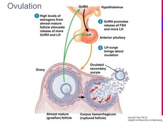 Copyright © John Wiley & Sons, Inc. All rights reserved.
High levels of
estrogens from
almost mature
follicle stimulate
release of more
GnRH and LH
Hypothalamus
Anterior pituitary
Ovary
Corpus hemorrhagicum
(ruptured follicle)
Almost mature
(graafian) follicle
LH
GnRH
1 High levels of
estrogens from
almost mature
follicle stimulate
release of more
GnRH and LH
Hypothalamus
Anterior pituitary
GnRH promotes
release of FSH
and more LH
Ovary
Corpus hemorrhagicum
(ruptured follicle)
Almost mature
(graafian) follicle
LH
GnRH
1
2
High levels of
estrogens from
almost mature
follicle stimulate
release of more
GnRH and LH
LH surge
brings about
ovulation
Ovulated
secondary
oocyte
Hypothalamus
Anterior pituitary
GnRH promotes
release of FSH
and more LH
Ovary
Corpus hemorrhagicum
(ruptured follicle)
Almost mature
(graafian) follicle
LH
GnRH
1
2
3
Ovulation
 