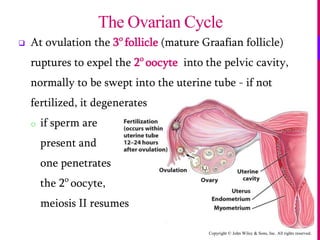 Copyright © John Wiley & Sons, Inc. All rights reserved.
 At ovulation the 3o
follicle (mature Graafian follicle)
ruptures to expel the 2o
oocyte into the pelvic cavity,
normally to be swept into the uterine tube - if not
fertilized, it degenerates
o if sperm are
present and
one penetrates
the 2o
oocyte,
meiosis II resumes
The Ovarian Cycle
 
