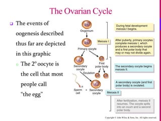 Copyright © John Wiley & Sons, Inc. All rights reserved.
 The events of
oogenesis described
thus far are depicted
in this graphic
o The 2o
oocyte is
the cell that most
people call
“the egg”
The Ovarian Cycle
 