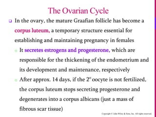 Copyright © John Wiley & Sons, Inc. All rights reserved.
 In the ovary, the mature Graafian follicle has become a
corpus luteum, a temporary structure essential for
establishing and maintaining pregnancy in females
o It secretes estrogens and progesterone, which are
responsible for the thickening of the endometrium and
its development and maintenance, respectively
o After approx. 14 days, if the 2o
oocyte is not fertilized,
the corpus luteum stops secreting progesterone and
degenerates into a corpus albicans (just a mass of
fibrous scar tissue)
The Ovarian Cycle
 