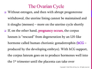 Copyright © John Wiley & Sons, Inc. All rights reserved.
 Without estrogen, and then with abrupt progesterone
withdrawal, the uterine lining cannot be maintained and
it sloughs (menses) – more on the uterine cycle shortly
 If, on the other hand, pregnancy occurs, the corpus
luteum is “rescued” from degeneration by an LH-like
hormone called human chorionic gonadotrophin (hCG –
produced by the developing embryo). With hCG support,
the corpus luteum goes on to produce hormones well into
the 1st trimester until the placenta can take over
The Ovarian Cycle
 