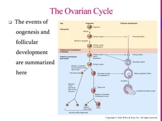 Copyright © John Wiley & Sons, Inc. All rights reserved.
 The events of
oogenesis and
follicular
development
are summarized
here
The Ovarian Cycle
 