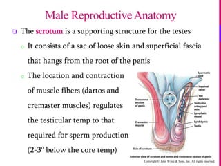 Copyright © John Wiley & Sons, Inc. All rights reserved.
 The scrotum is a supporting structure for the testes
o It consists of a sac of loose skin and superficial fascia
that hangs from the root of the penis
o The location and contraction
of muscle fibers (dartos and
cremaster muscles) regulates
the testicular temp to that
required for sperm production
(2-3o
below the core temp)
Male ReproductiveAnatomy
 